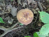 Tylopilus badiceps image