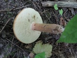 Tylopilus badiceps image