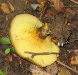 Boletinellus merulioides image