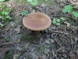 Tylopilus badiceps image