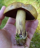 Boletus vermiculosoides image
