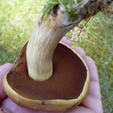 Boletus vermiculosoides image