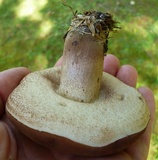 Tylopilus variobrunneus image