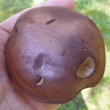 Tylopilus variobrunneus image