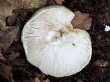 Russula variata image