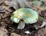 Russula variata image