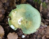 Russula variata image