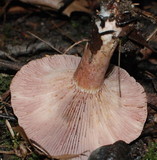 Lactarius subpurpureus image