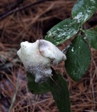 Exobasidium vaccinii image