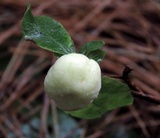 Exobasidium vaccinii image