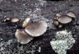 Hohenbuehelia atrocaerulea image
