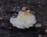 Hohenbuehelia atrocaerulea image