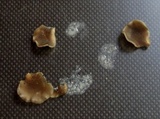 Hohenbuehelia atrocaerulea image