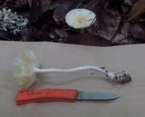 Amanita sect. Vaginatae image