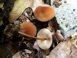 Marasmius cohaerens image
