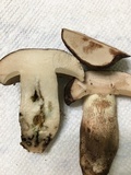 Tylopilus variobrunneus image