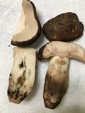 Tylopilus variobrunneus image