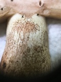 Tylopilus variobrunneus image