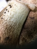Tylopilus variobrunneus image