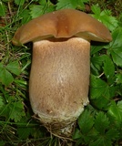 Tylopilus ferrugineus image