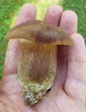 Tylopilus ferrugineus image