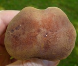 Tylopilus ferrugineus image