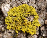 Xanthoria ulophyllodes image