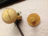 Suillus punctipes image