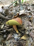 Leccinum rubropunctum image