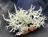 Cladonia portentosa image