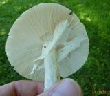 Amanita submaculata image