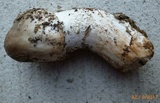 Amanita submaculata image