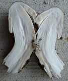 Amanita submaculata image