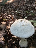 Amanita daucipes image