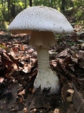 Amanita daucipes image