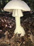 Amanita daucipes image