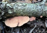Hapalopilus rutilans image