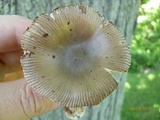 Amanita sect. Vaginatae image