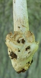 Amanita sect. Vaginatae image
