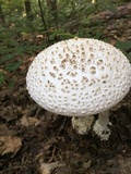 Amanita subcokeri image
