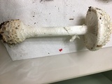 Amanita subcokeri image