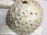 Amanita subcokeri image
