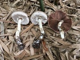 Stropharia lepiotiformis image