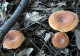 Lactifluus hygrophoroides image