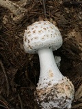 Amanita subcokeri image