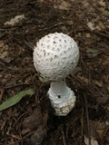 Amanita subcokeri image