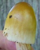 Amanita sect. Vaginatae image