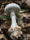 Amanita subcokeri image