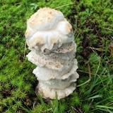 Hypomyces hyalinus image