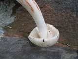 Amanita aestivalis image